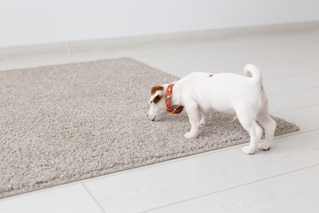 Pets, animals and domestic concept - little Jack Russell Terrier puppy playing on a carpet in living room.