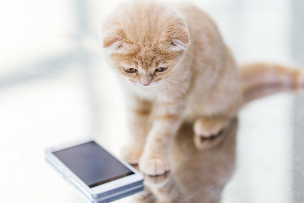 写真 ペット、動物、テクノロジー、猫のコンセプト – スマートフォンを使ったスコティッシュフォールドの子猫の接写