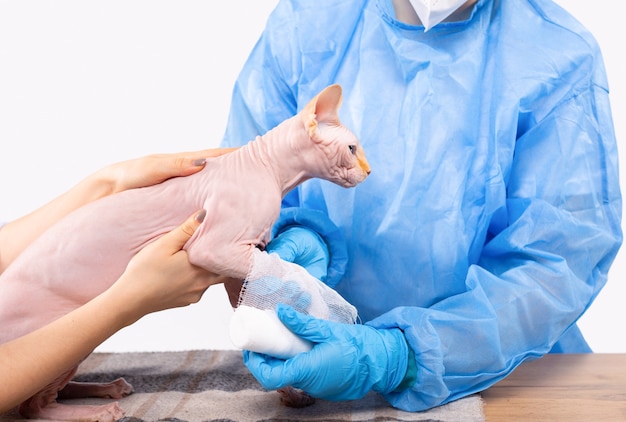 Foto cura degli animali domestici e servizi veterinari e concetto di aiuto immagine ritagliata di un medico veterinario che fascia una frattura del braccio rotto a un gatto sfinge