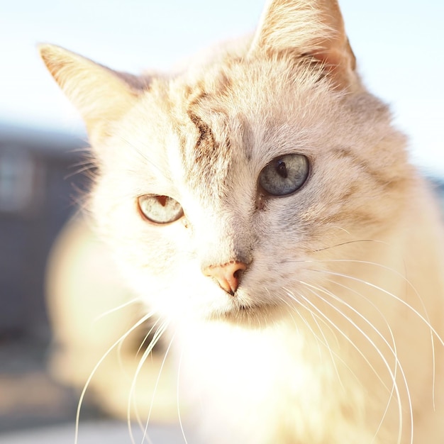 Pets Closeup portrait of a beautiful white cat with blue eyes Leningrad region Russia