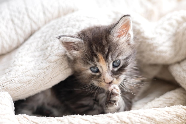 Pets cute little maine coon breeds kitten is washing in a knitted blanket Pet Care