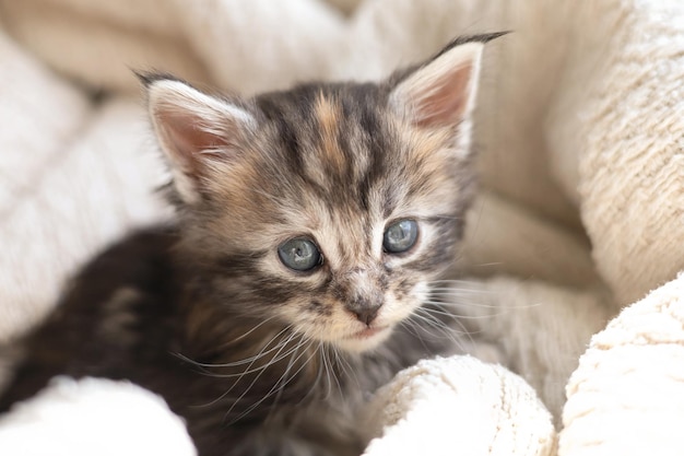 ペットかわいいメインクーンの品種の子猫は毛布に包まれていますペットケア