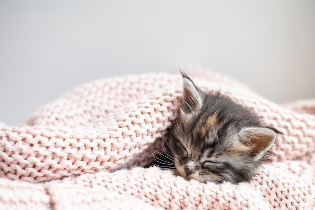 Pets cute little maine coon breeds kitten sleeps under a pink
cozy knitted blanket pet care space for text