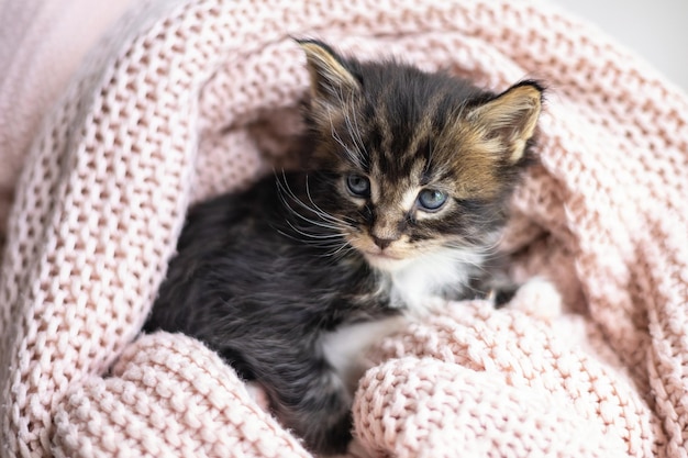 Pets cute little maine coon breeds kitten wrapped a pink cozy\
knitted blanket pet care space for text