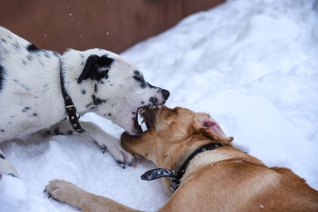 Pets dogs fight on a walk