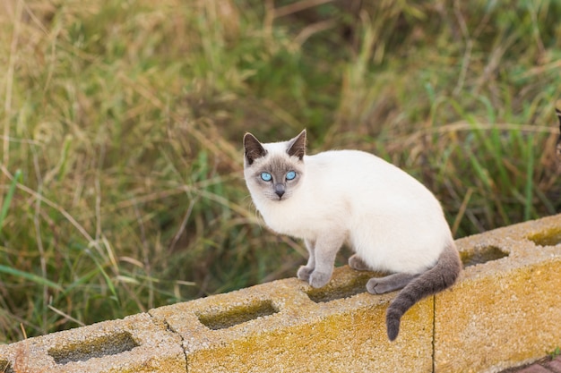 애완 동물 및 혈통 동물 개념-파란 눈을 가진 샴 고양이의 초상화