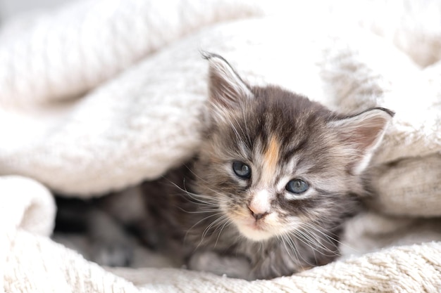 Pets schattige kleine maine coon rassen kitten is gewikkeld in een deken Pet Care