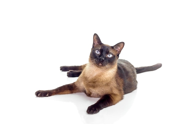 Pets Siamese cat on a white background closeup