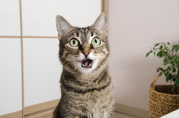 Pets a striped gray cat with an open mouth looks up at the\
top