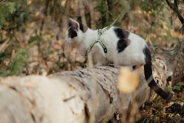 Pets walking autumn outdoor adventure on forest. cat eat green\
juniper branch. cat with green harness and leash in forest on a\
log