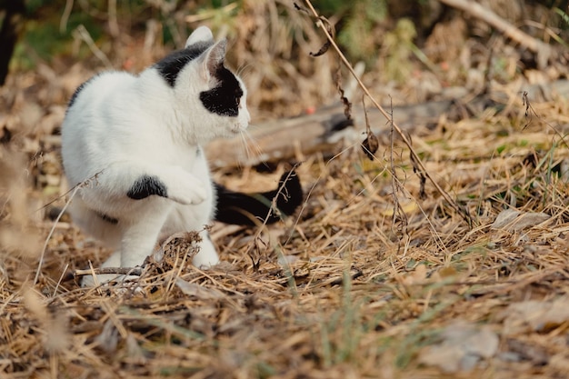 森で秋のアウトドアアドベンチャーを歩くペット。猫は秋の針葉樹林を歩きます。秋の公園で黄色い針の上を歩く美しい猫。