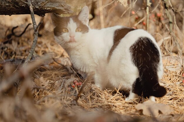 森で秋のアウトドアアドベンチャーを歩くペット。猫は秋の針葉樹林を歩きます。秋の公園で黄色い針の上を歩く美しい猫。