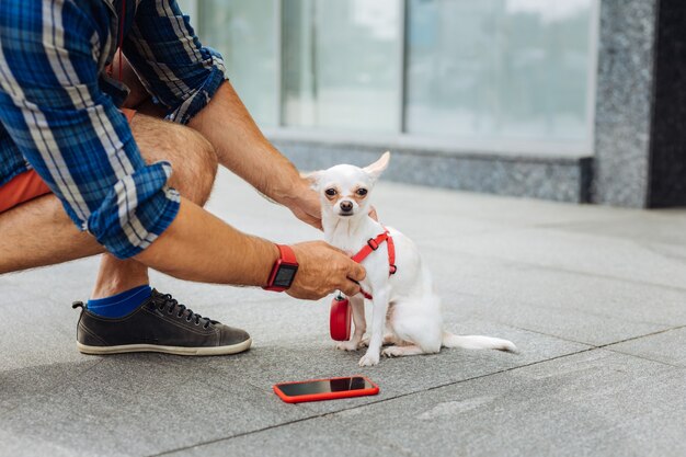 Petting dog. Stylish caring man wearing squared blue shirt petting his little white dog standing near business center