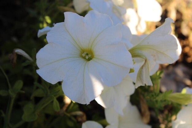 庭のペトゥニアまたはアトキンシアナ・サーフィニア・グループの花