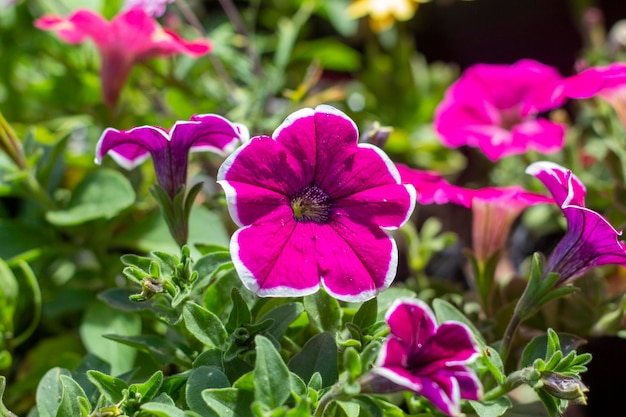 Petunia. Beautiful lush Petunia bushes bloom in the summer garden.