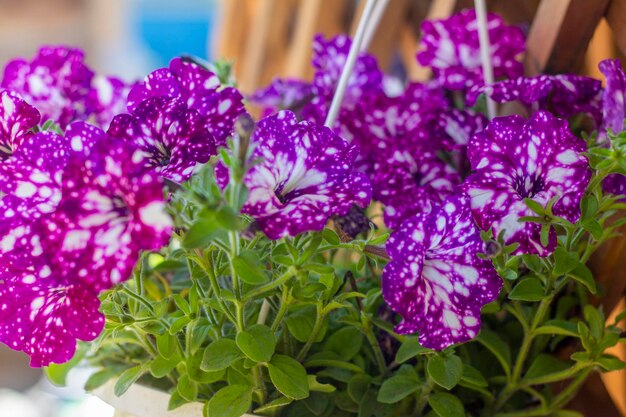 Petunia. bellissimi lussureggianti cespugli di petunia fioriscono nel giardino estivo.