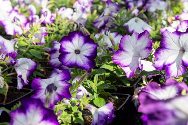 ペチュニアの美しい紫と白の花