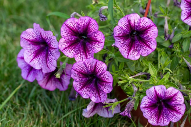 Petunia bloemen bloeien in de lente