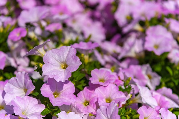 Petunia bloemen Petunia hybrida in de tuin Bloembed met veelkleurige petunia's in het voorjaar