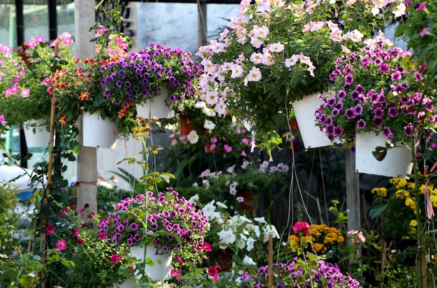 Petunia-bloemen te koop