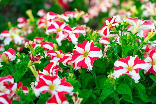 Petunia-bloemen zijn rood en wit. Bloembed op het stadsbloembed