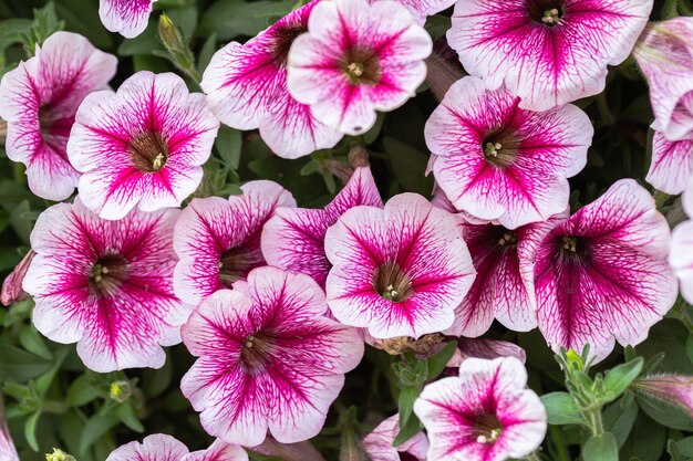 Petunia flower in the garden at sunny summer or spring day