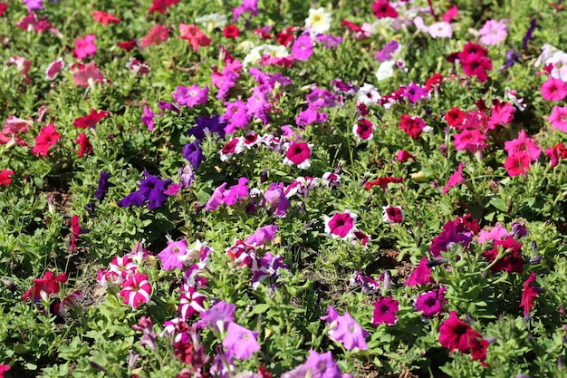 Il fiore della petunia sta sbocciando nel giardino fiorito, i fiori invernali stanno sbocciando in inverno.