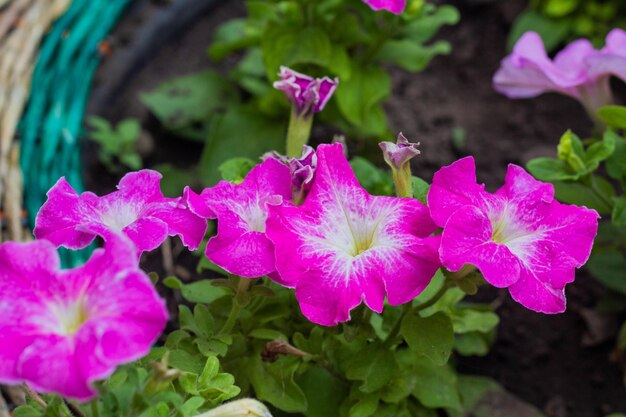 Petunia flowers in the backyard