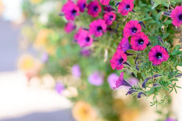 Foto fiori di petunia in un letto di fiori della città in primo piano