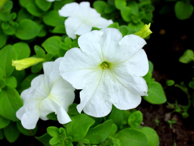 Petunia flowers Close up photo