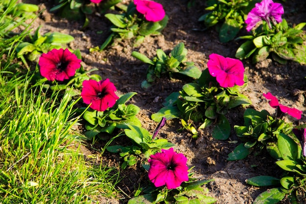 Petunia flowers on flowerbed