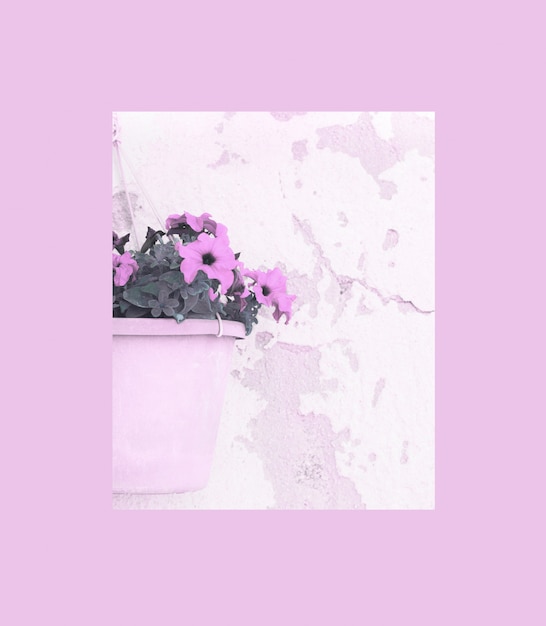 Foto la petunia fiorisce in un vaso di fiori con una cornice