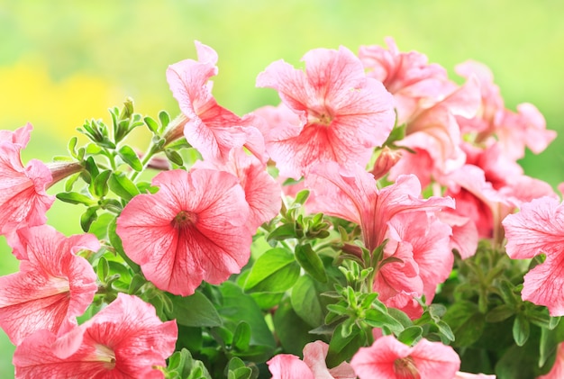 Petunia flowers in a garden