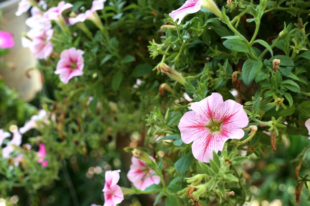 Petunia flowers in tropical