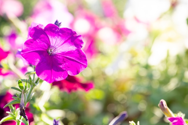 Petunia in garden with blurred background.