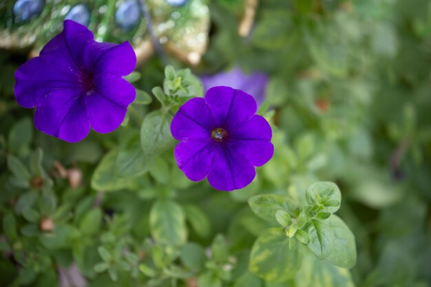 Petunia in garden with blurred background.