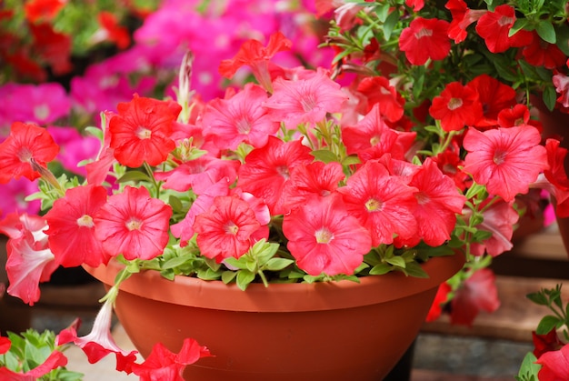 Petunia in de pot, Petunia met gemengde kleuren