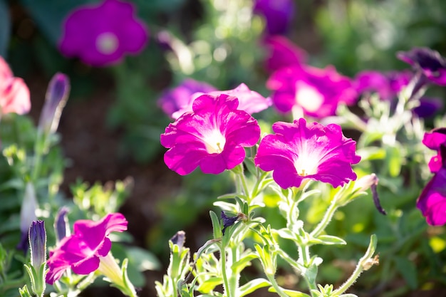 Petunia in tuin met vage achtergrond.