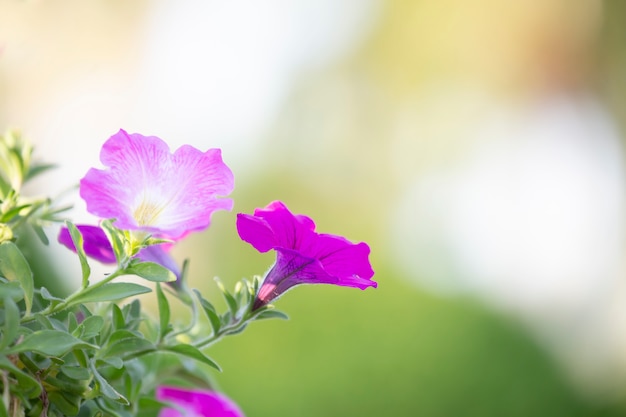 Petunia in tuin met vage achtergrond.