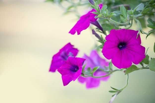 Petunia in tuin met vage achtergrond.