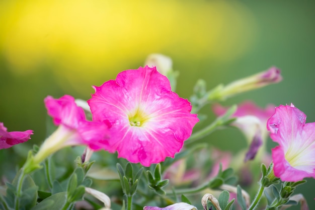 Petunia in tuin met vage achtergrond.