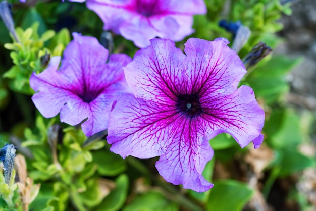 自然環境の紫色の花のペチュニア