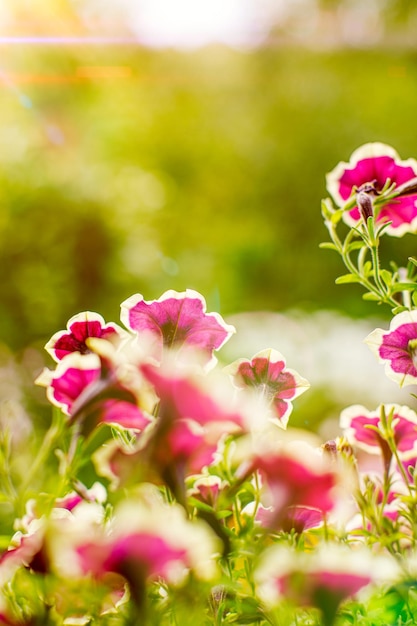 花壇、自然の背景にペチュニアの花びらの成長