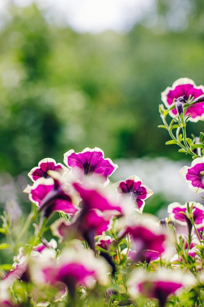 Petunia petal growth in flower bed nature background