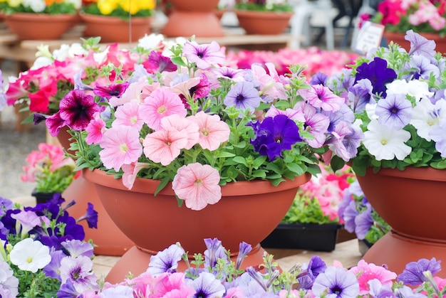 Foto petunia petunia's in de bakpetunia in de pot