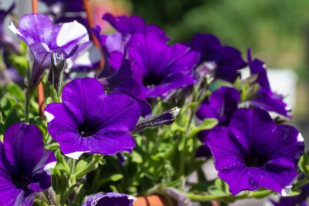 Petunia petunia's in het bakjepetunia in de pot paarse petuniax9