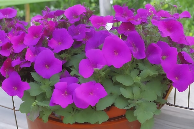 Petunia petunias in the traypetunia in the pot purple petunia