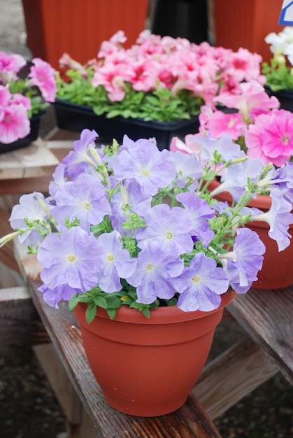 Photo petunia petunias in the traypetunia in the pot