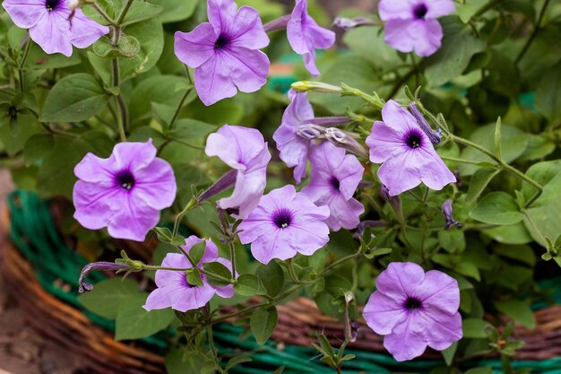 Foto petunia plant met lila bloemen