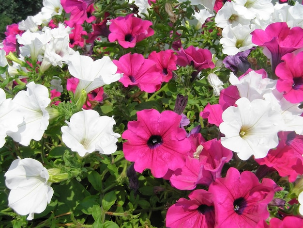 写真 ペチュニア植物（petunia atkinsiana）ピンクと白の花